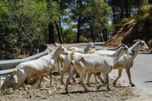 Cabras montesas cruzando la carretera